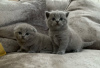 Photo №1. scottish fold - for sale in the city of Krakow | 402$ | Announcement № 8010