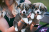 Photo №2 to announcement № 7550 for the sale of welsh corgi - buy in Russian Federation from nursery