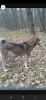 Additional photos: Wolfdog puppies for sale