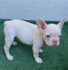 Additional photos: French bulldog puppies for sale)