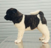 Photo №2 to announcement № 55687 for the sale of american akita - buy in Serbia breeder