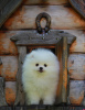 Photo №2 to announcement № 21298 for the sale of pomeranian - buy in Russian Federation breeder