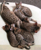 Photo №3. Affordable Savannah kittens for sale free shipping. United States