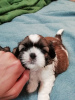 Additional photos: Purebred Shih Tzu puppies.