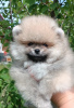 Photo №1. pomeranian - for sale in the city of Minsk | 400$ | Announcement № 52178