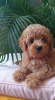 Photo №4. I will sell poodle (dwarf) in the city of Belgrade.  - price - 1585$