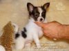 Photo №4. I will sell papillon dog in the city of Москва. from nursery - price - Is free