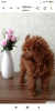 Photo №2 to announcement № 126512 for the sale of poodle (toy) - buy in Georgia private announcement