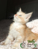 Photo №4. I will sell maine coon in the city of St. Petersburg. private announcement, from nursery, breeder - price - 723$