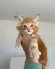 Photo №2 to announcement № 120987 for the sale of maine coon - buy in United Kingdom private announcement