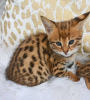 Photo №1. savannah cat - for sale in the city of Никосия | 250$ | Announcement № 124573