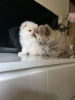 Photo №4. I will sell pomeranian in the city of Гронинген. private announcement, breeder - price - 423$