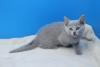 Photo №1. russian blue - for sale in the city of Гамбург | Is free | Announcement № 107819