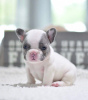 Photo №1. french bulldog - for sale in the city of Лидс | 300$ | Announcement № 121529