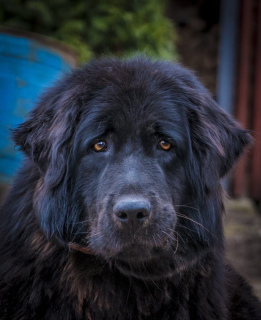 Additional photos: Tibetan mastiff puppies