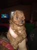 Photo №1. poodle (toy) - for sale in the city of Belgrade | negotiated | Announcement № 127303