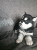 Photo №1. siberian husky - for sale in the city of Helsinki | 317$ | Announcement № 75653