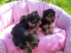 Photo №1. non-pedigree dogs - for sale in the city of Zürich | 400$ | Announcement № 44033