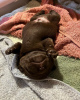 Photo №3. A BLACK LABRADOR PUPPY. Austria