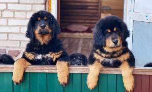 Photo №4. I will sell tibetan mastiff in the city of Abakan. from nursery - price - 535$