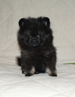 Photo №2 to announcement № 1249 for the sale of pomeranian - buy in Russian Federation private announcement