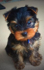 Photo №3. Fabulous miniature Yorkshire terrier puppies. United States