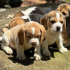 Photo №4. I will sell beagle in the city of Bonn. private announcement - price - 500$