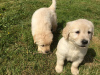 Photo №1. golden retriever - for sale in the city of Berlin | Is free | Announcement № 116003