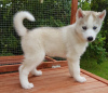 Photo №2 to announcement № 115603 for the sale of siberian husky - buy in Netherlands breeder