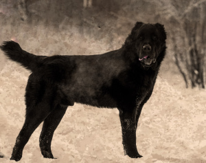 Photo №3. Central Asian Shepherd Dog, b. 11.05. 2019 g (Lionheart X Ana Holas Bastinda). Russian Federation