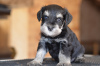 Photo №4. I will sell schnauzer in the city of Riga. breeder - price - negotiated