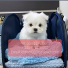 Photo №1. maltese dog - for sale in the city of St. Petersburg | 400$ | Announcement № 107008