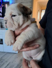 Photo №4. I will sell  in the city of Кельце. breeder - price - 1136$