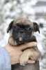 Photo №4. I will sell french bulldog in the city of Амстердам. private announcement - price - 1000$