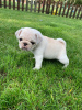 Photo №2 to announcement № 116554 for the sale of non-pedigree dogs - buy in Germany private announcement