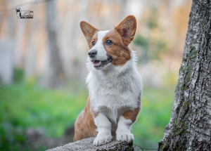 Photo №2 to announcement № 3717 for the sale of welsh corgi - buy in Russian Federation breeder