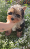 Photo №2 to announcement № 117387 for the sale of yorkshire terrier - buy in Belarus breeder