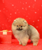 Photo №1. pomeranian - for sale in the city of Lobnya | 1374$ | Announcement № 92241