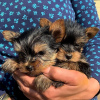 Photo №1. yorkshire terrier - for sale in the city of Helsinki | negotiated | Announcement № 65639