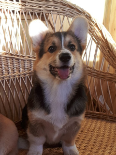 Photo №4. I will sell welsh corgi in the city of Kropivnitsky. from nursery - price - negotiated