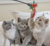 Photo №2 to announcement № 102884 for the sale of british shorthair - buy in United States from nursery
