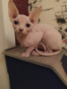 Photo №2 to announcement № 7509 for the sale of sphynx-katze - buy in Russian Federation private announcement