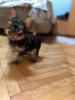 Additional photos: Mini Yorkies