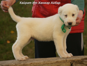 Photo №3. Central Asian Shepherd Dog puppy male. Russian Federation