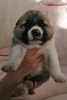 Photo №4. I will sell central asian shepherd dog in the city of Ryazan. private announcement - price - negotiated