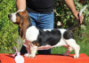 Additional photos: Basset hound puppies