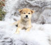 Photo №4. I will sell shiba inu in the city of Berlin. private announcement, from nursery, from the shelter, breeder - price - 527$