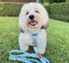 Photo №2 to announcement № 99417 for the sale of havanese dog - buy in Germany private announcement