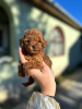 Photo №3. Toy and mini poodle puppies. Serbia