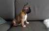 Photo №3. French Bulldog for sale. Netherlands